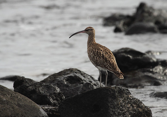 Whimbrel