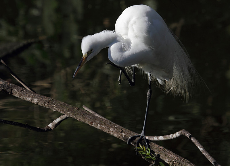 Great Egret