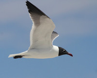 Laughing Gull