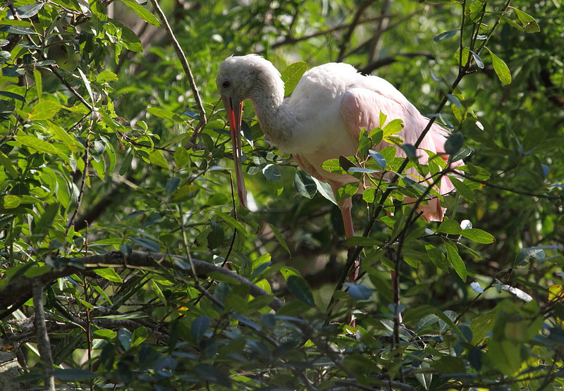 Roseate Spoonbill