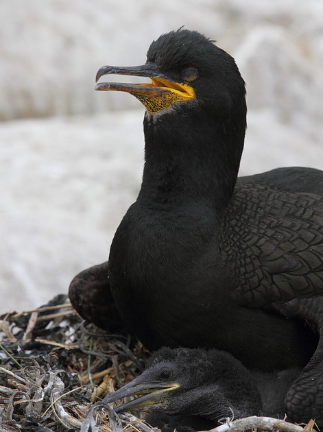 Shag with chick