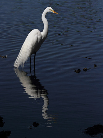 Great Egret