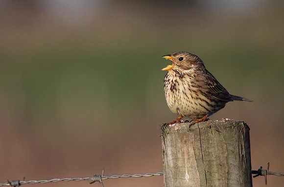 Corn Bunting Singing