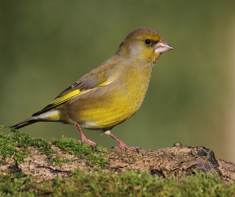 Male Greenfinch