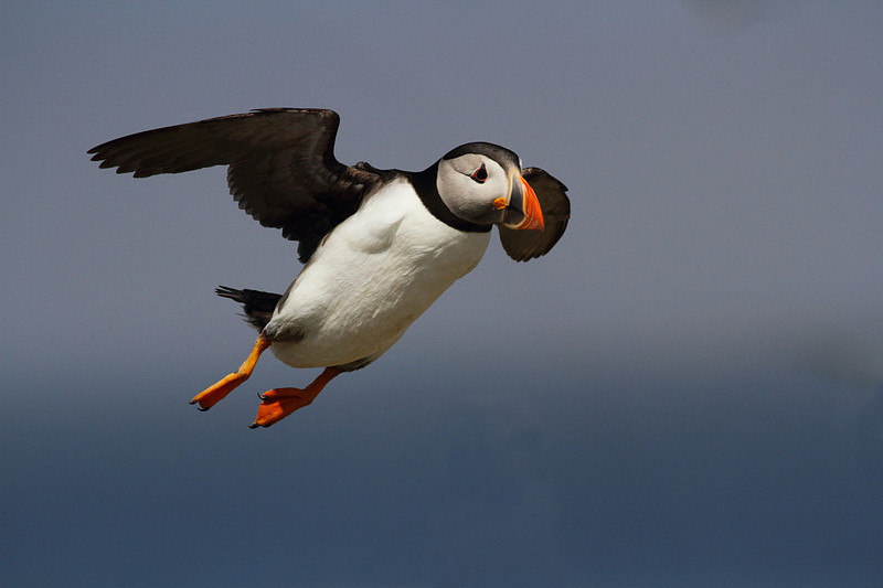 Puffin in Flight