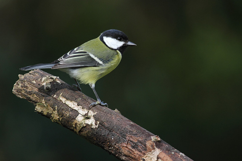 Great Tit