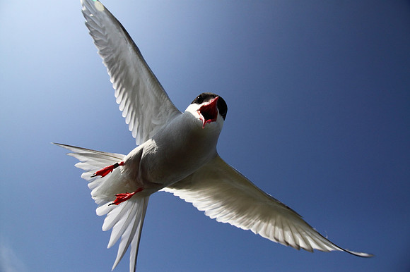 Arctic Tern attack