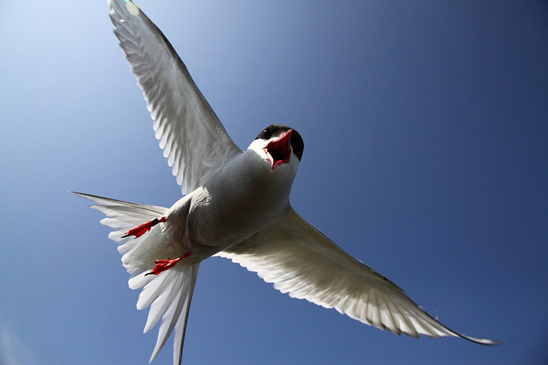Arctic Tern attack