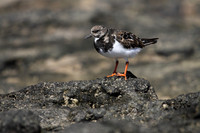 Turnstone