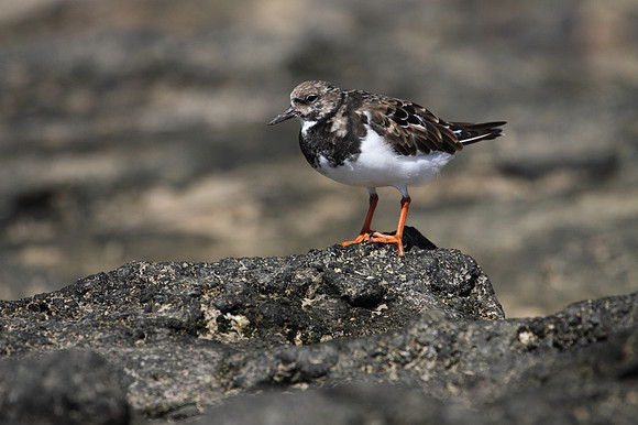 Turnstone