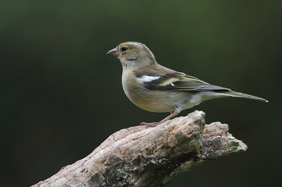 Female Chaffinch
