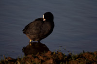 Coot Preening