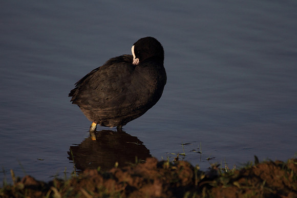 Coot Preening