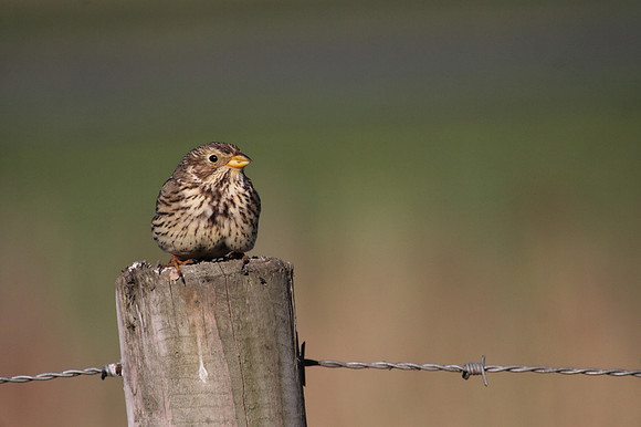 Corn Bunting
