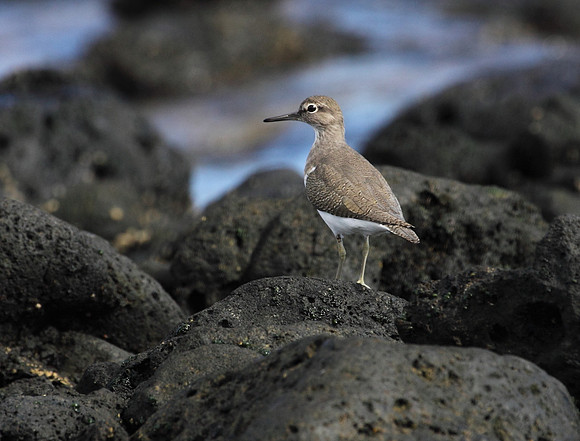 Common Sandpiper