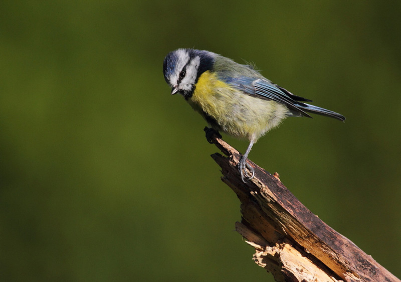 Blue Tit