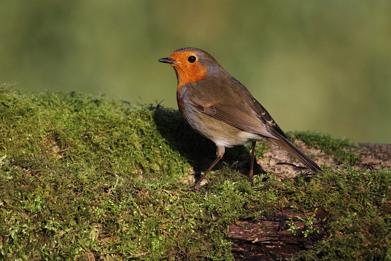 Robin