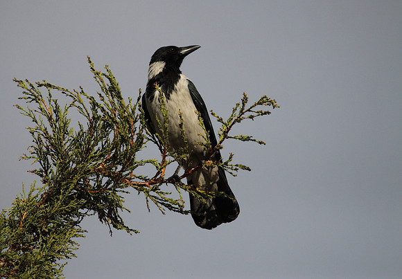 Hooded Crow
