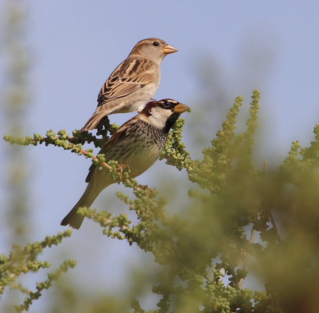 Spanish Sparrows