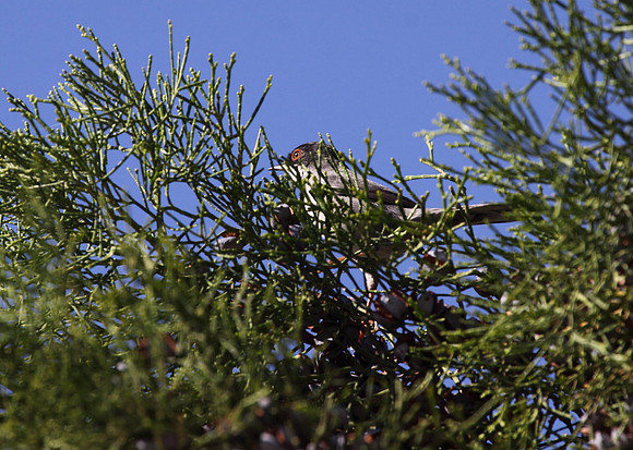Sardinian Warbler