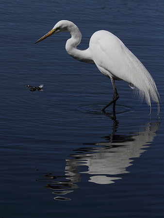 Great Egret