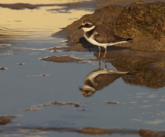 Ringed Plover
