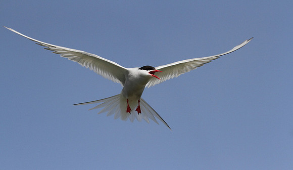 Arctic Tern in flight