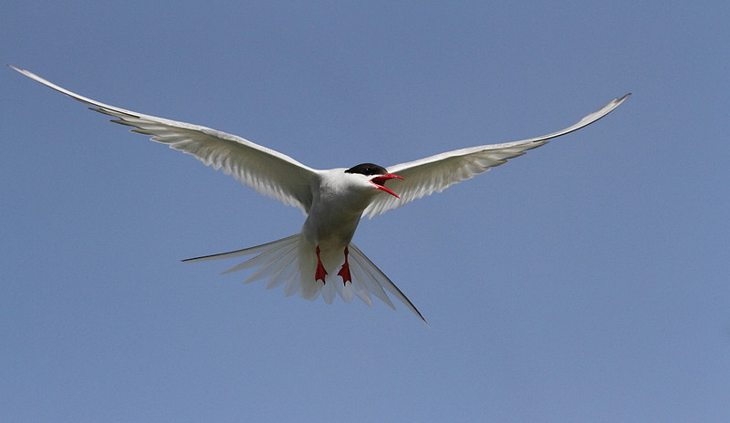 Arctic Tern in flight