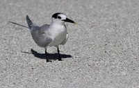 Sandwich Tern