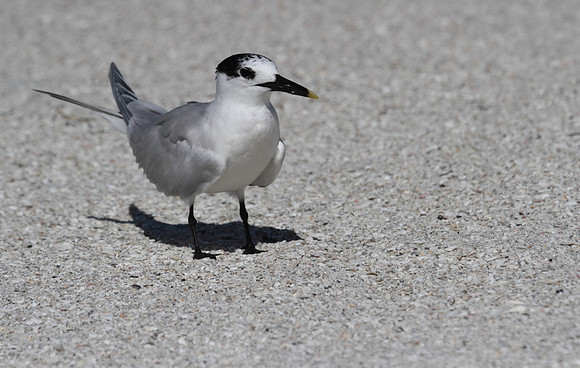 Sandwich Tern