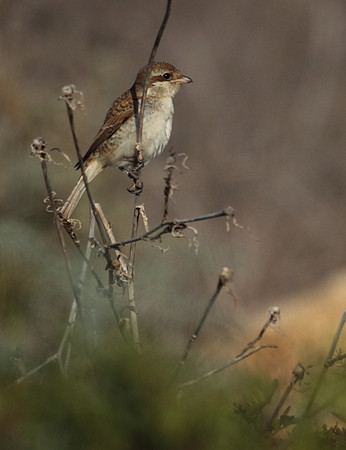 Shrike