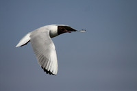 Black Headed Gull in Flight
