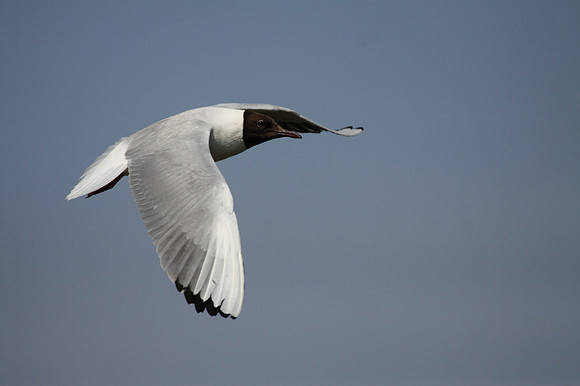 Black Headed Gull in Flight