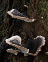 Many Zoned Polypore