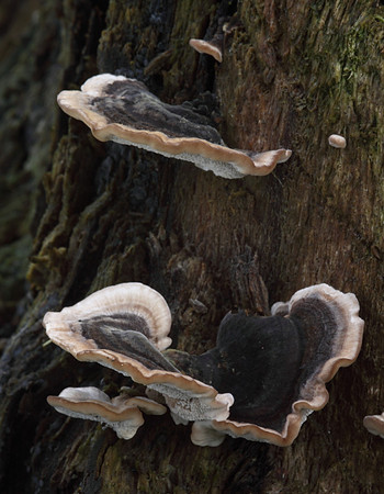 Many Zoned Polypore