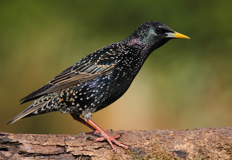 Starling