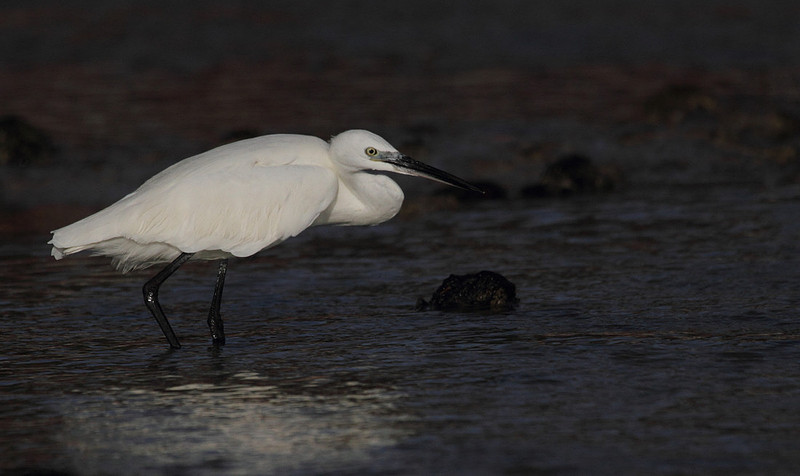 Little Egret