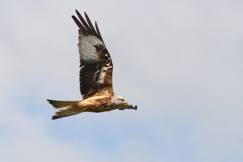 Red Kite