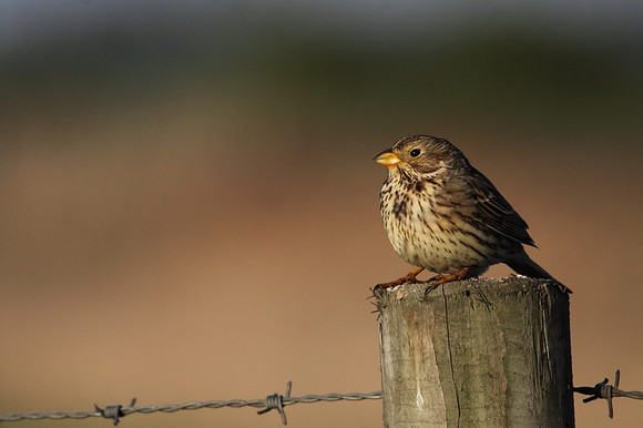 Corn Bunting
