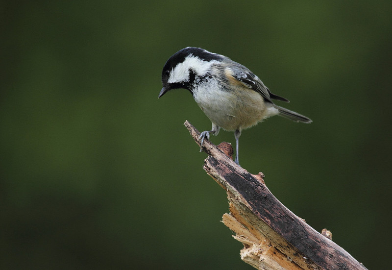 Coal Tit