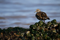 Turnstone