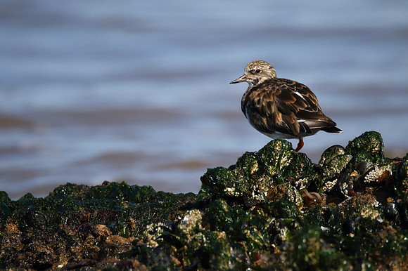 Turnstone