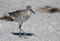 Willet
