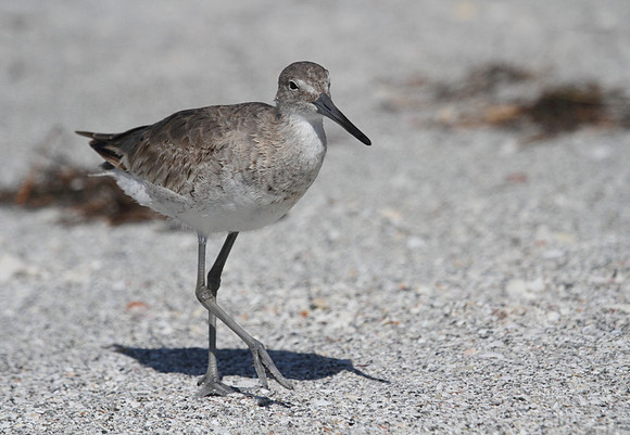 Willet