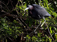 Little Blue Heron