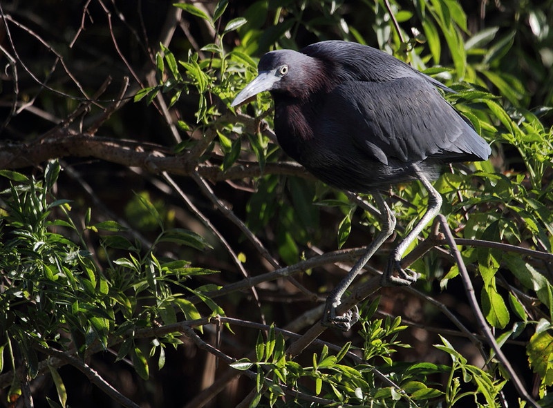 Little Blue Heron