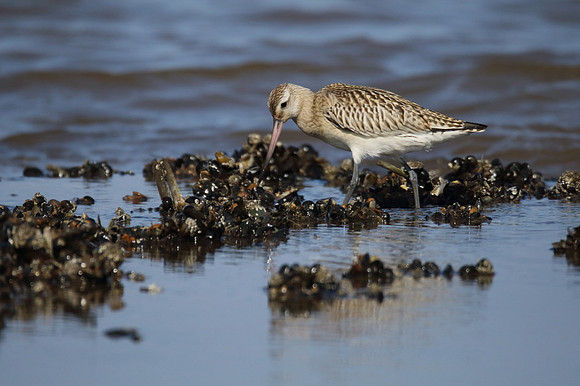 Bar Tailed Godwit