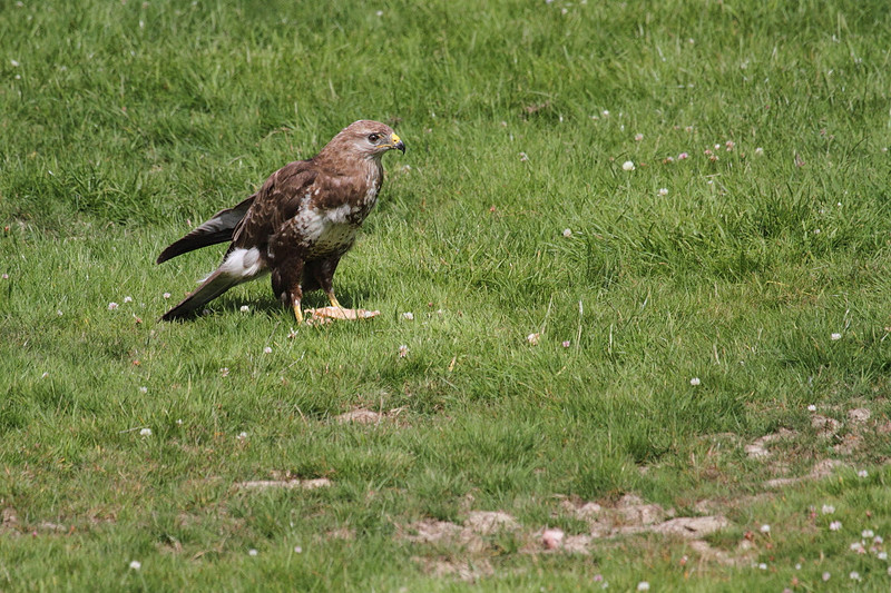 Buzzard