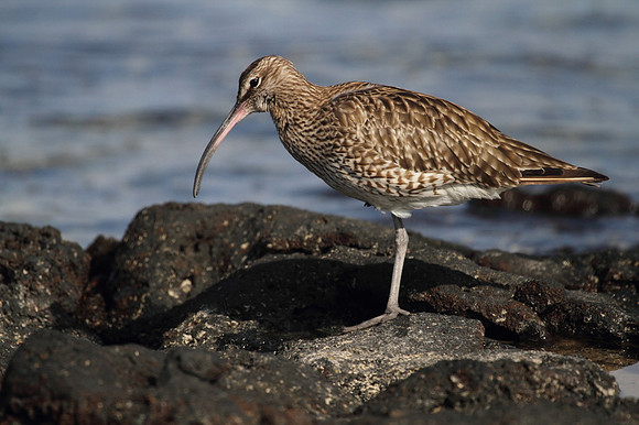 Whimbrel