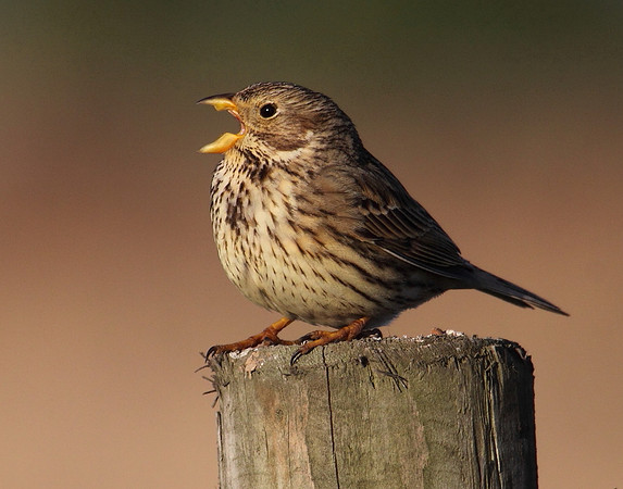 Corn Bunting Singing